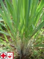 Citronová tráva – Voňatka